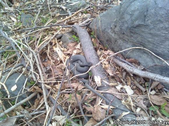 Northern  Black Racer (Coluber constrictor constrictor)