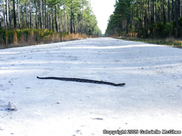 Timber Rattlesnake (Crotalus horridus)