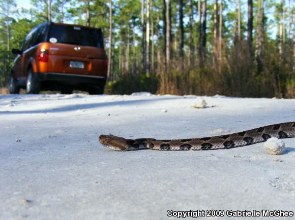 Timber Rattlesnake (Crotalus horridus)