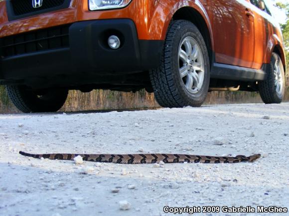 Timber Rattlesnake (Crotalus horridus)