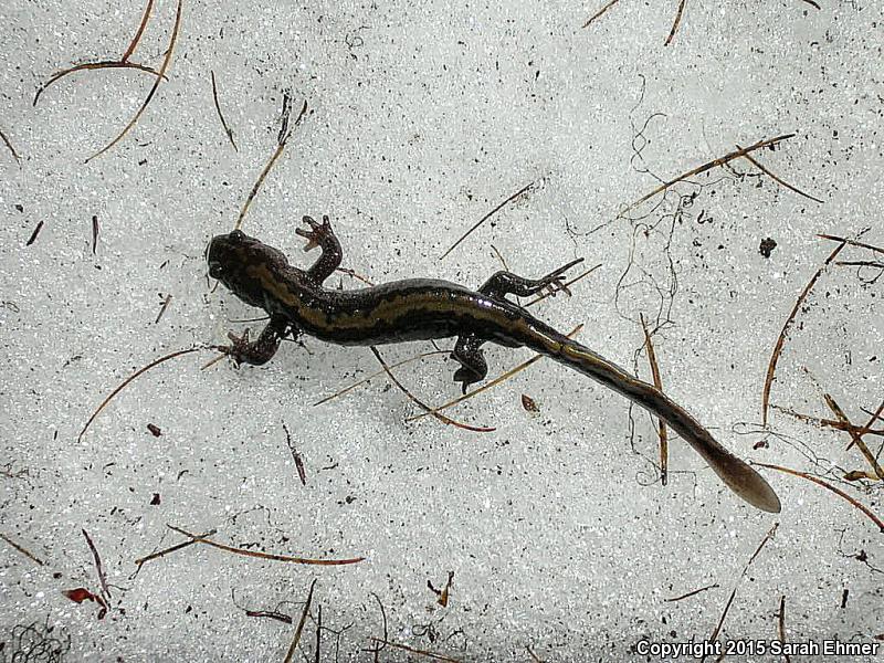 Eastern Long-toed Salamander (Ambystoma macrodactylum columbianum)