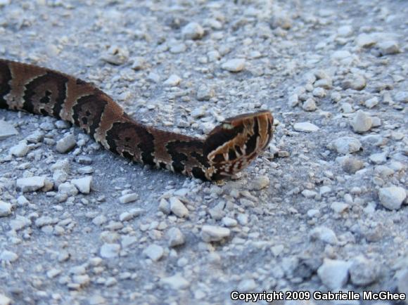 Florida Cottonmouth (Agkistrodon piscivorus conanti)