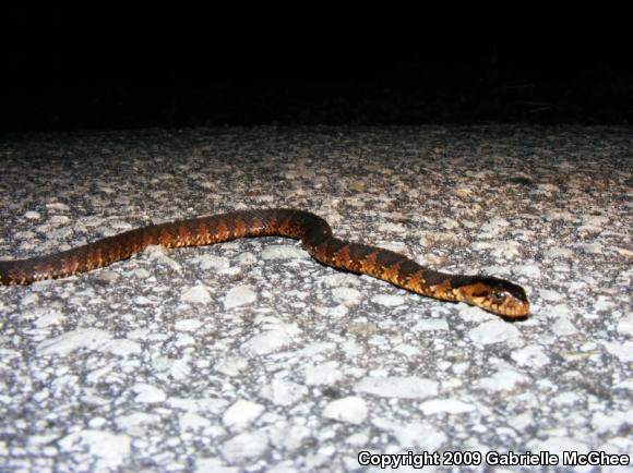 Florida Watersnake (Nerodia fasciata pictiventris)