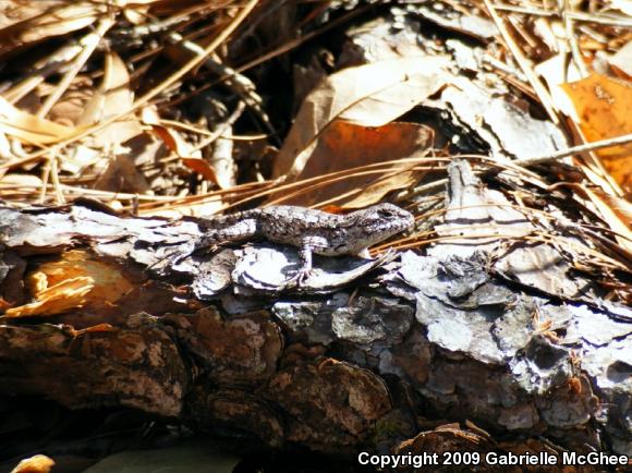 Eastern Fence Lizard (Sceloporus undulatus)