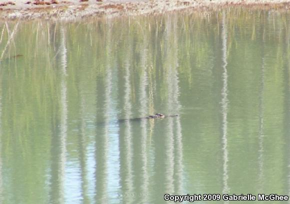 American Alligator (Alligator mississippiensis)