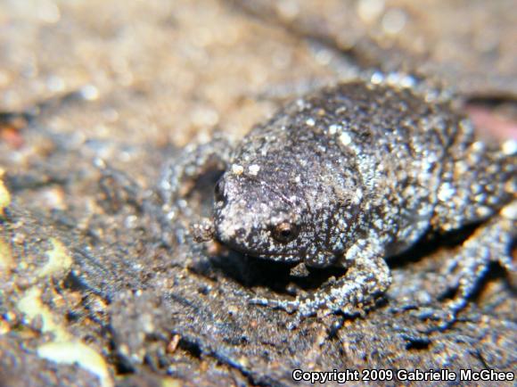 Eastern Narrow-mouthed Toad (Gastrophryne carolinensis)