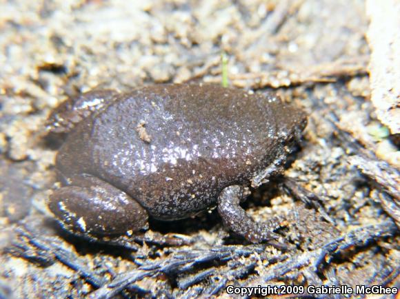 Eastern Narrow-mouthed Toad (Gastrophryne carolinensis)