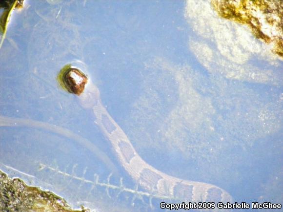 Brown Watersnake (Nerodia taxispilota)