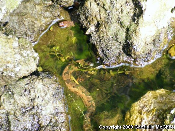 Brown Watersnake (Nerodia taxispilota)