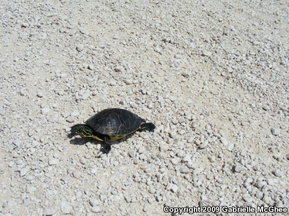 Peninsula Cooter (Pseudemys peninsularis)