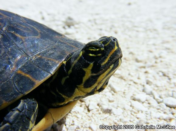 Peninsula Cooter (Pseudemys peninsularis)