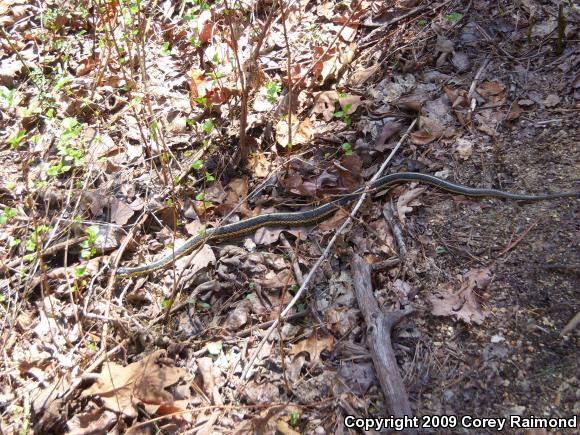 Eastern Gartersnake (Thamnophis sirtalis sirtalis)