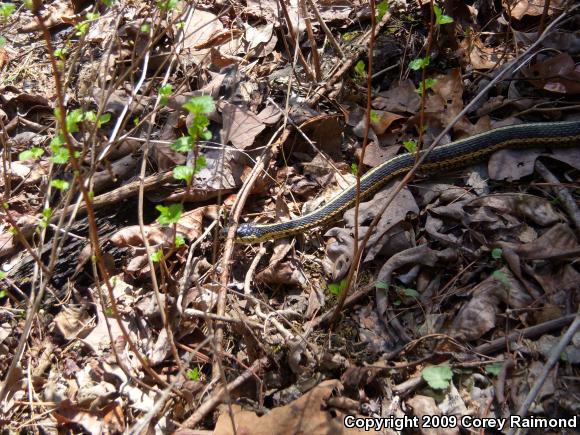 Eastern Gartersnake (Thamnophis sirtalis sirtalis)