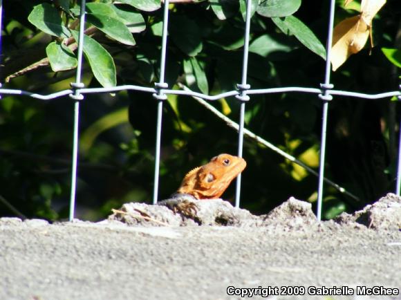 African Rainbow Lizard (Agama agama)