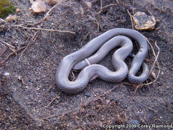 Prairie Ring-necked Snake (Diadophis punctatus arnyi)