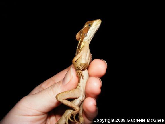 Brown Basilisk (Basiliscus vittatus)