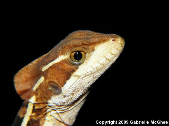 Brown Basilisk (Basiliscus vittatus)