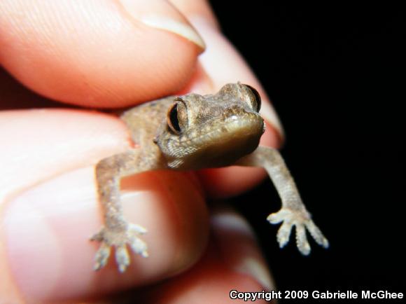 Wood Slave (Hemidactylus mabouia)