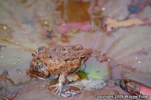 Southern Toad (Anaxyrus terrestris)