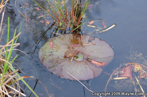 Southern Toad (Anaxyrus terrestris)