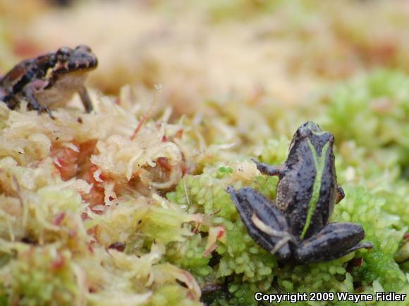 Coastal Plain Cricket Frog (Acris gryllus gryllus)