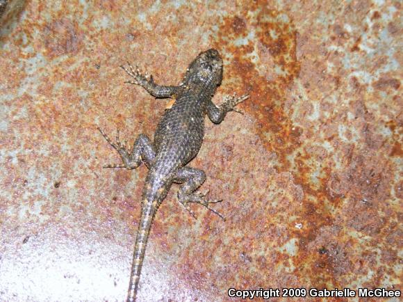 Eastern Fence Lizard (Sceloporus undulatus)