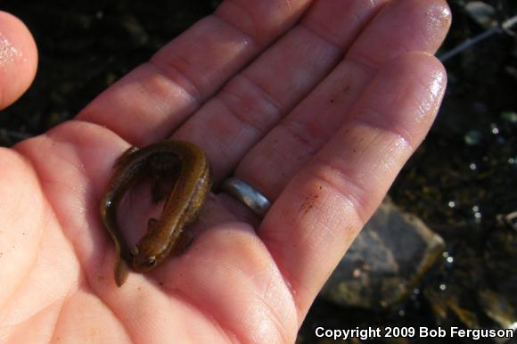 Northern Two-lined Salamander (Eurycea bislineata)