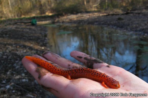 Northern Red Salamander (Pseudotriton ruber ruber)