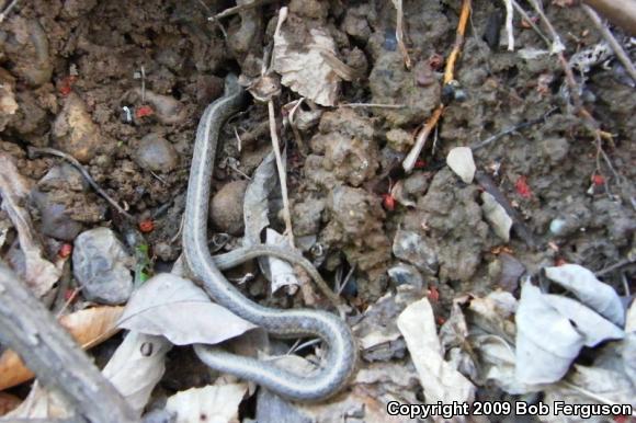 Eastern Gartersnake (Thamnophis sirtalis sirtalis)