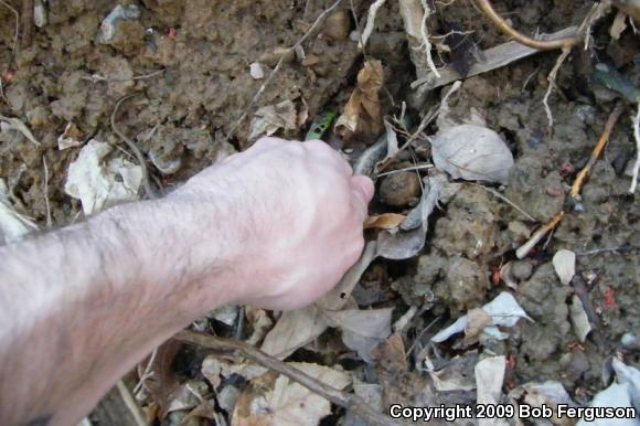 Eastern Gartersnake (Thamnophis sirtalis sirtalis)