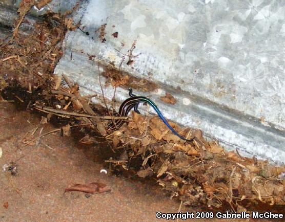 Southeastern Five-lined Skink (Plestiodon inexpectatus)