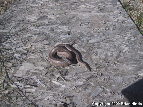 Coastal Rosy Boa (Lichanura trivirgata roseofusca)