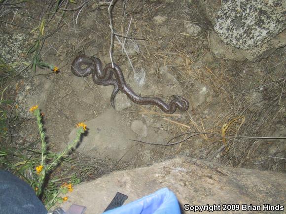 Coastal Rosy Boa (Lichanura trivirgata roseofusca)