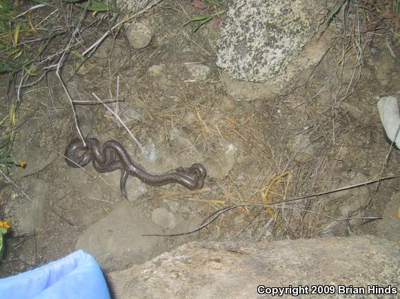 Coastal Rosy Boa (Lichanura trivirgata roseofusca)