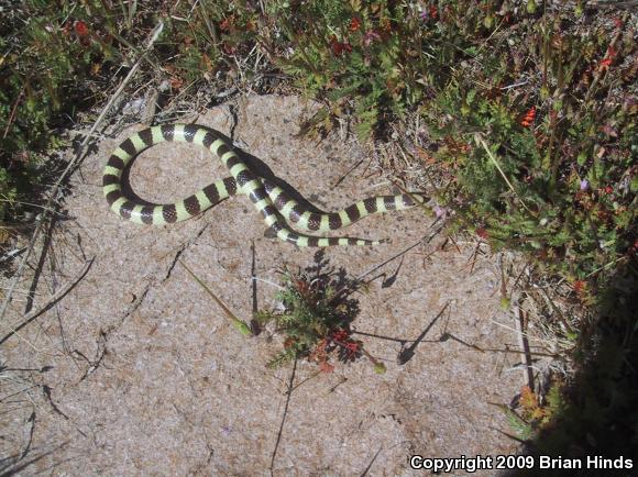 Mojave Shovel-nosed Snake (Chionactis occipitalis occipitalis)