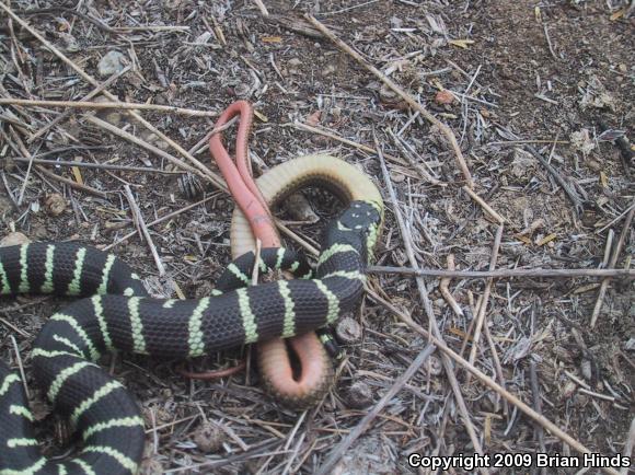 California Kingsnake (Lampropeltis getula californiae)