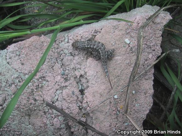 Great Basin Fence Lizard (Sceloporus occidentalis longipes)