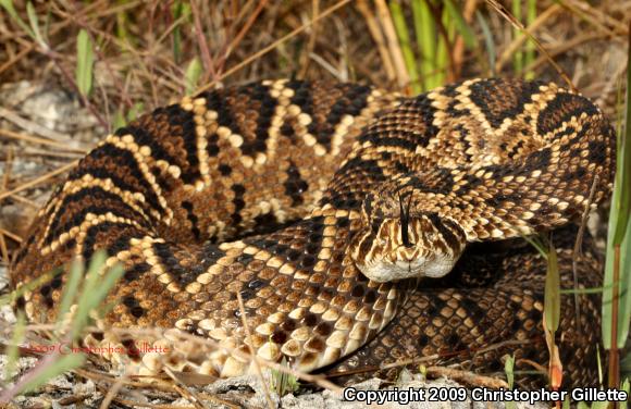 Eastern Diamond-backed Rattlesnake (Crotalus adamanteus)