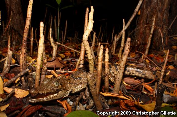 American Crocodile (Crocodylus acutus)