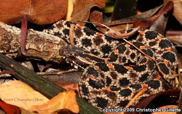 Dusky Pigmy Rattlesnake (Sistrurus miliarius barbouri)