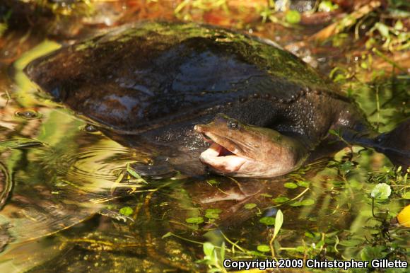 Florida Softshell (Apalone ferox)