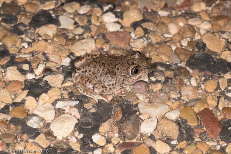 Plains Spadefoot (Spea bombifrons)