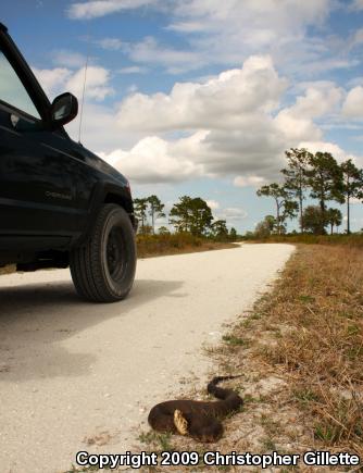 Florida Cottonmouth (Agkistrodon piscivorus conanti)