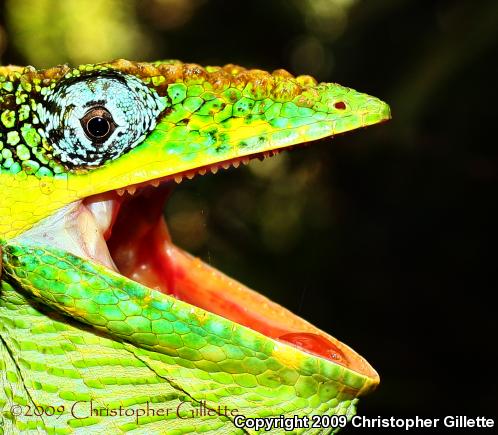 Knight Anole (Anolis equestris)