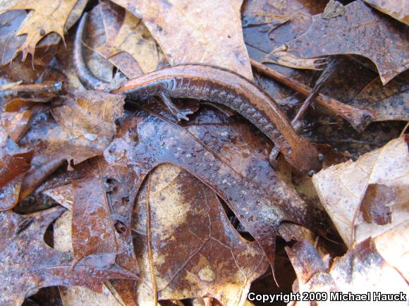 Eastern Red-backed Salamander (Plethodon cinereus)