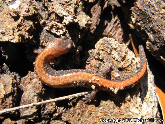 Eastern Red-backed Salamander (Plethodon cinereus)