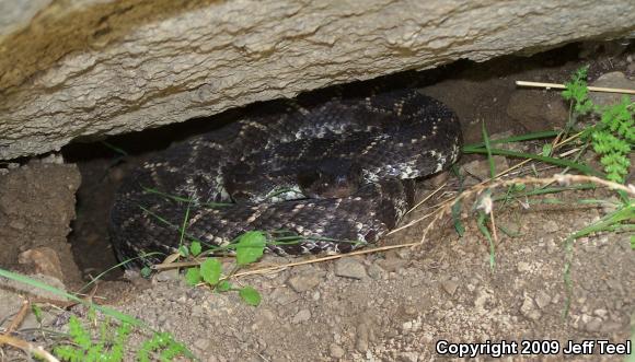 Southern Pacific Rattlesnake (Crotalus oreganus helleri)