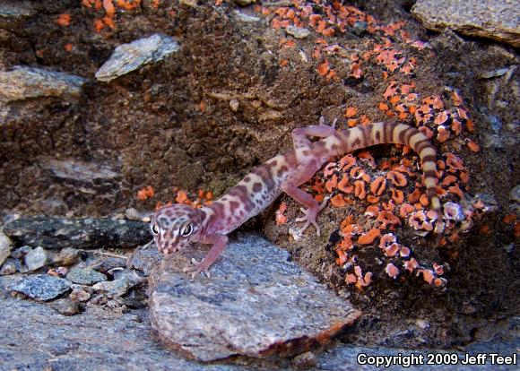 Desert Banded Gecko (Coleonyx variegatus variegatus)