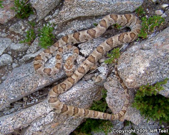 Baja California Lyresnake (Trimorphodon biscutatus lyrophanes)