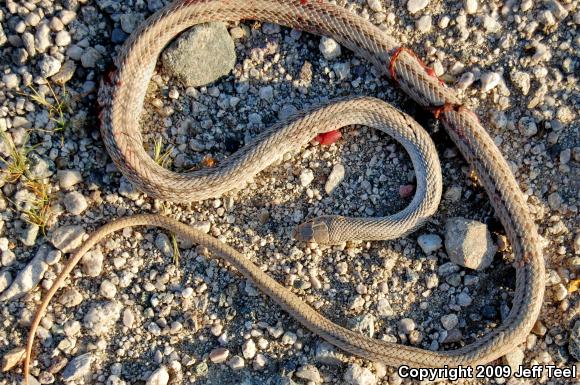 Mojave Patch-nosed Snake (Salvadora hexalepis mojavensis)